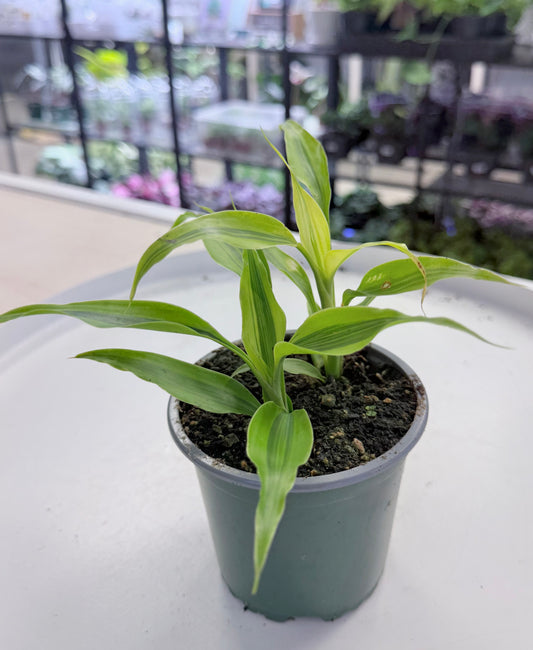 Dracaena sanderiana 'Gold Ribbon' 4”