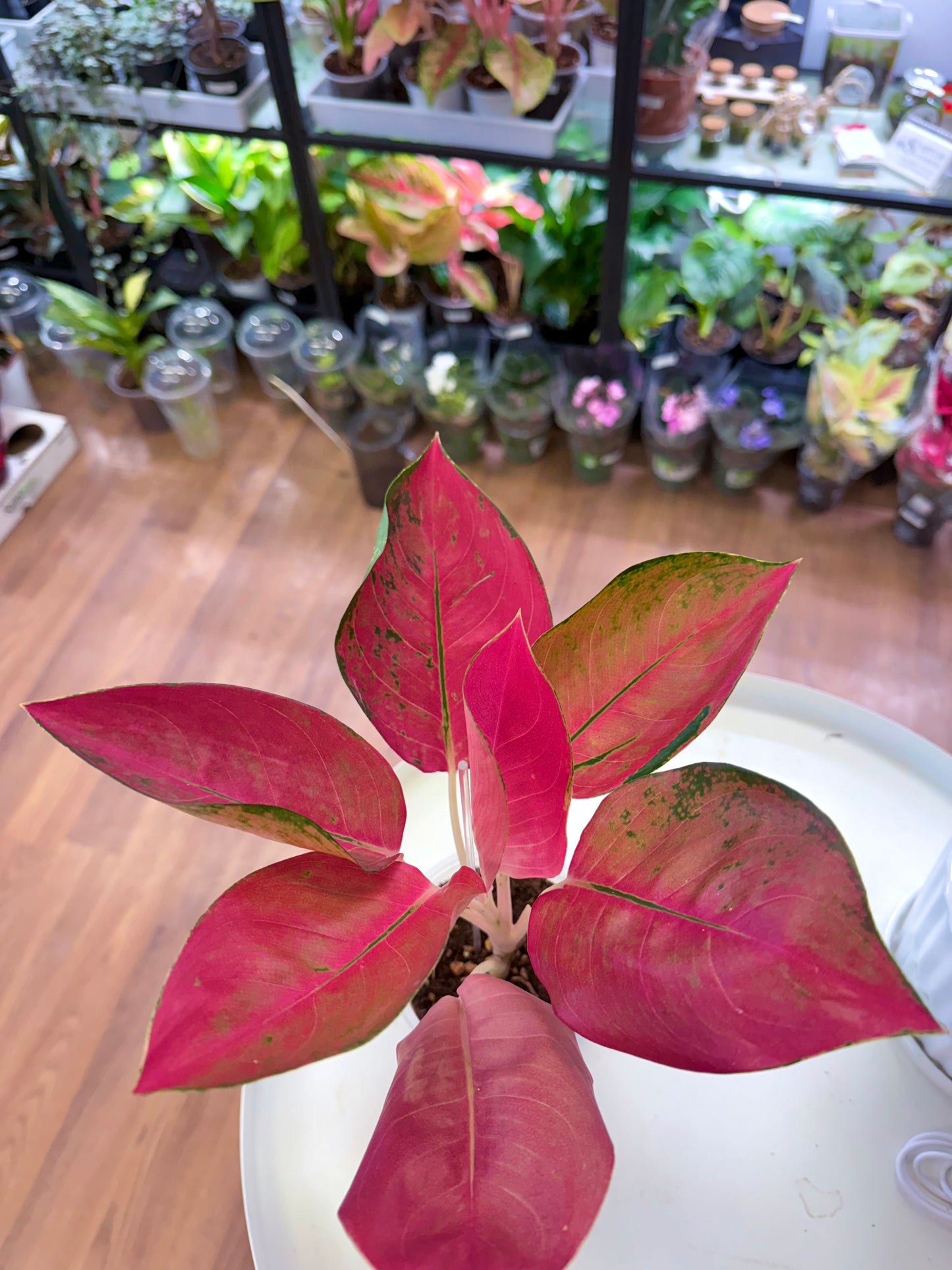 Aglaonema ‘Red Cochin’ Hybrid