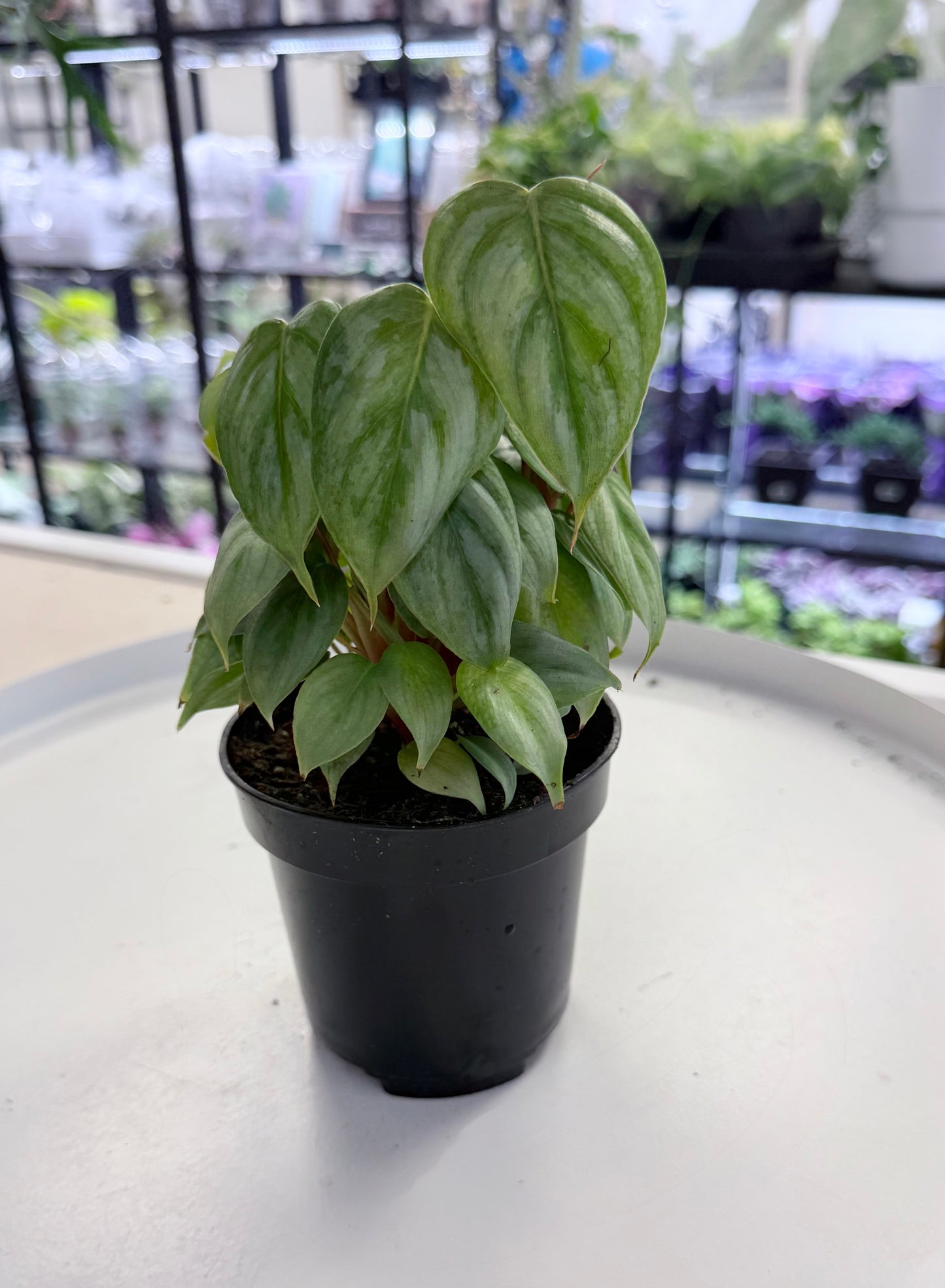 Philodendron sodiroi | Giant Silver 4”