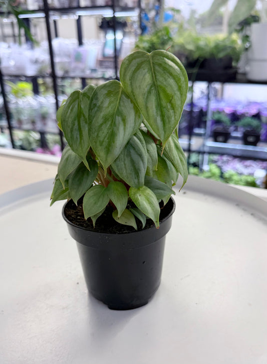Philodendron sodiroi | Giant Silver 4”