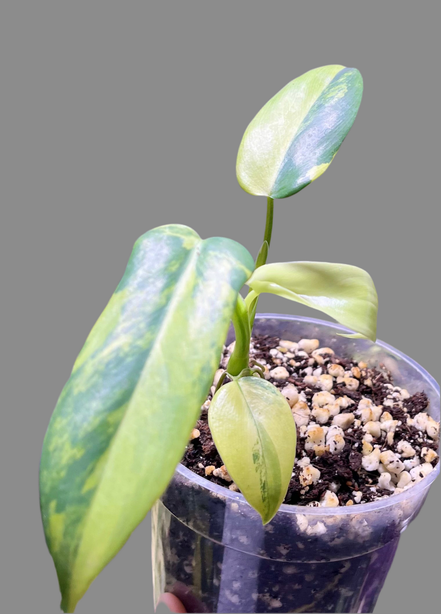 Philodendron bipennifolium variegated