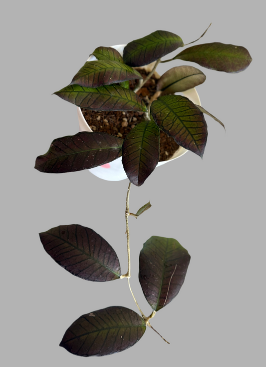 Hoya sp. Gunung Gading
