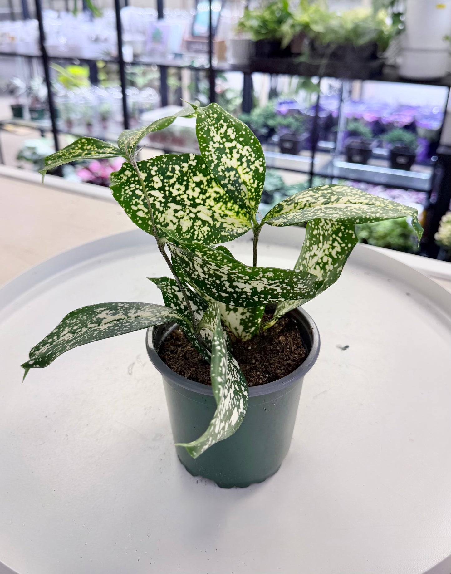 Dracaena ‘Florida Beauty’ | Gold Dust 4”