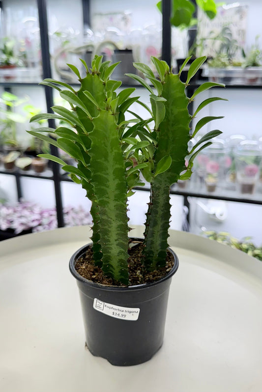 Euphorbia trigona 4”