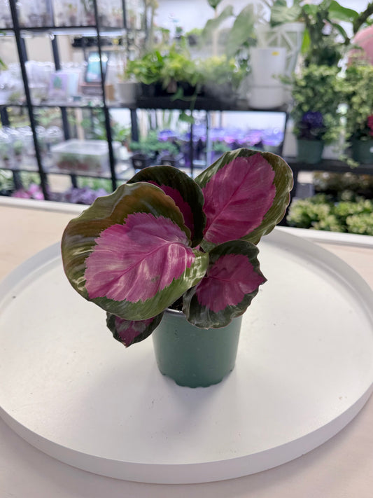 Calathea roseopicta 'Rosy'