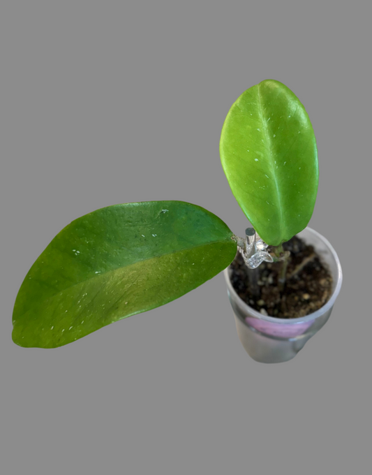 Hoya monetteae