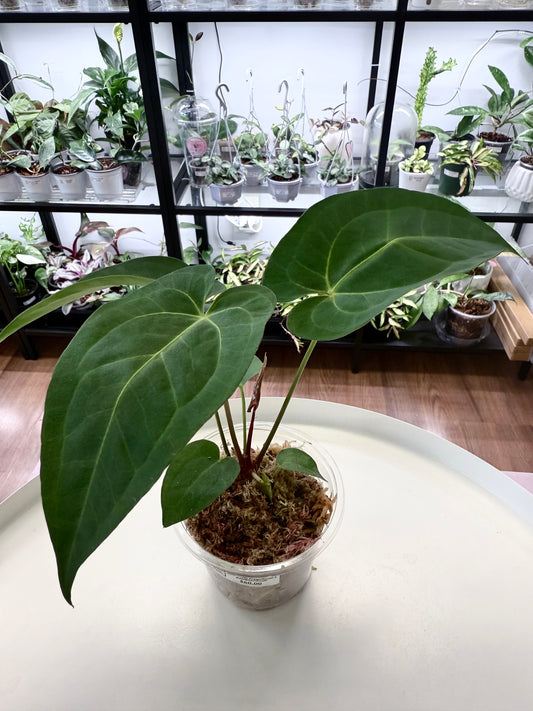 Anthurium magnificum x papillilaminum