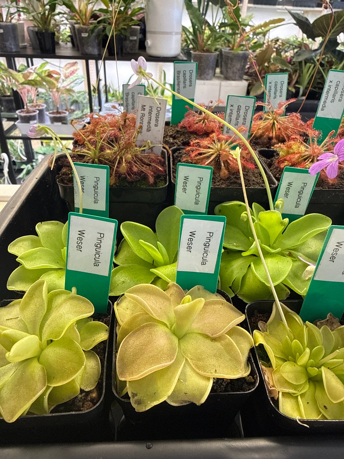 Carnivorous Plant | Pinguicula Assorted