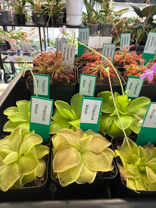 Carnivorous Plant | Punguicula Assorted