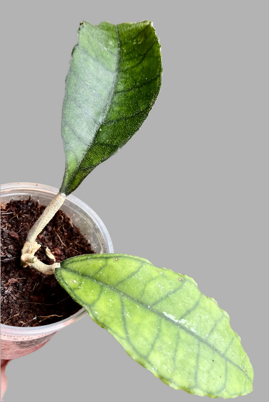 Hoya sp. Nong Nooch IML 1541 H120