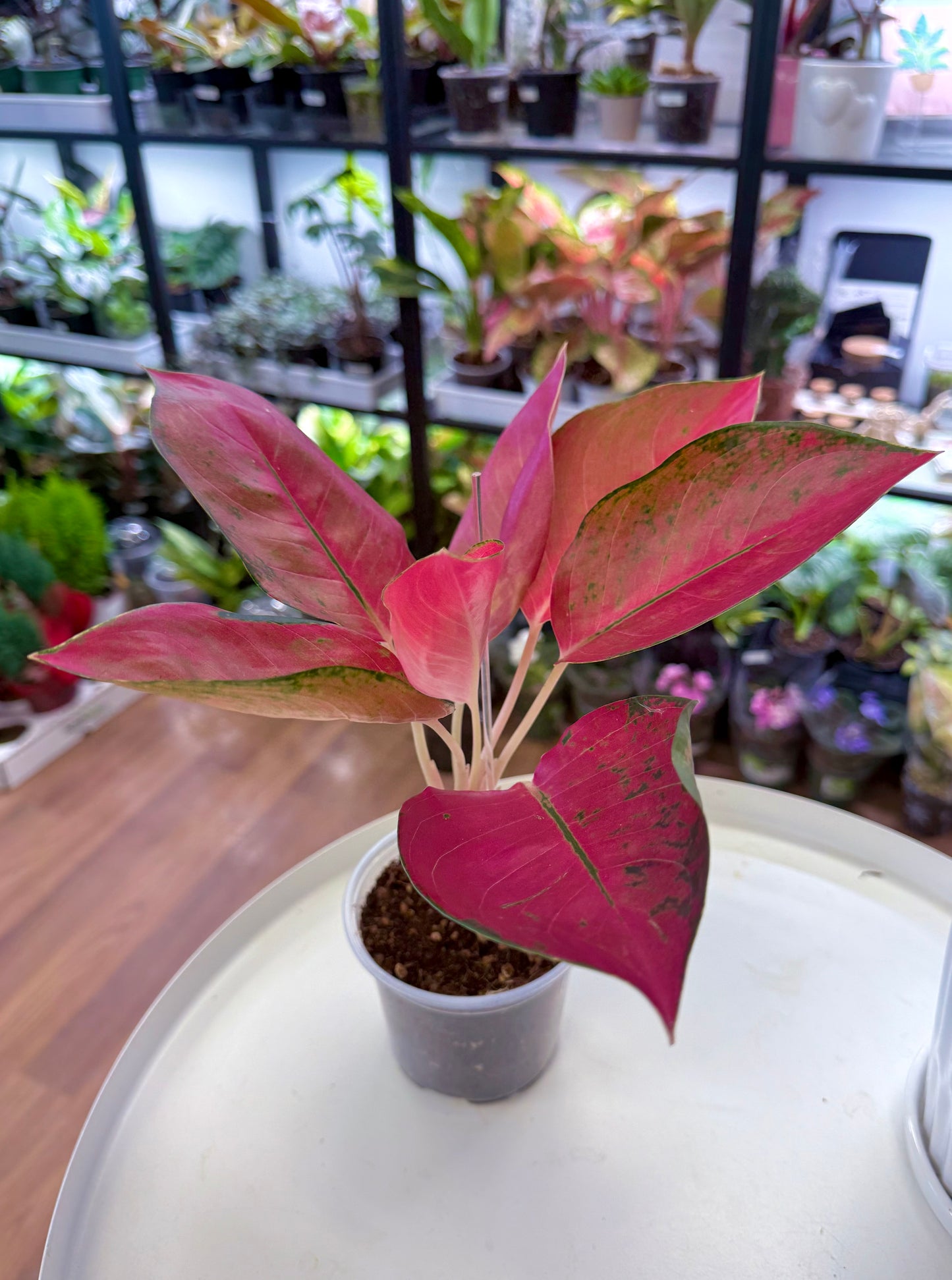 Aglaonema ‘Red Cochin’ Hybrid