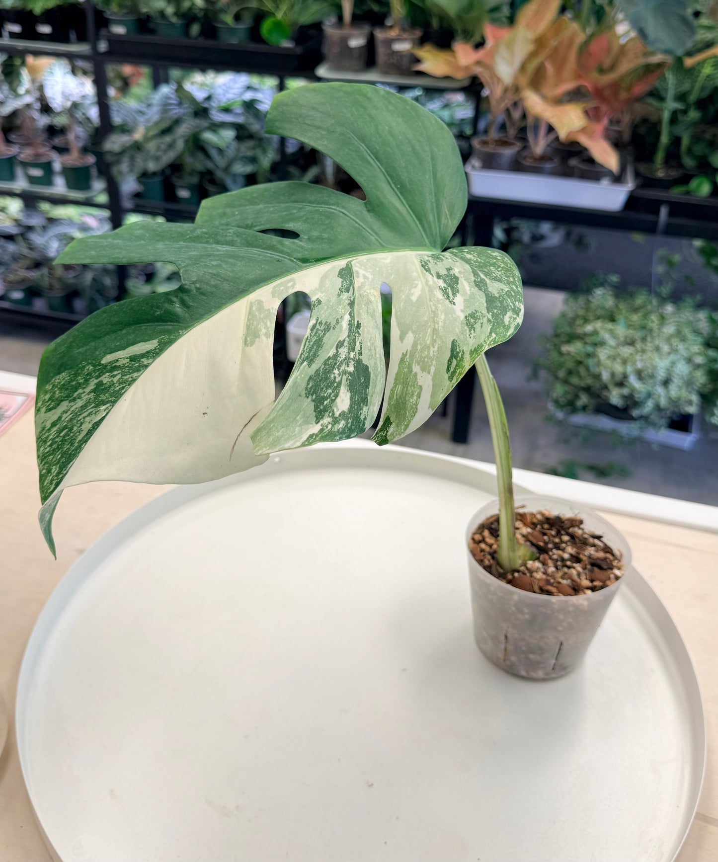 Monstera deliciosa Albo