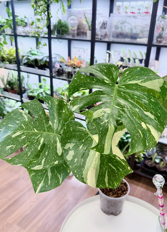 Monstera ‘Thai Constellation’ (Large)