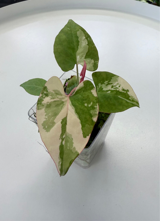 Fallopia multiflora Variegated