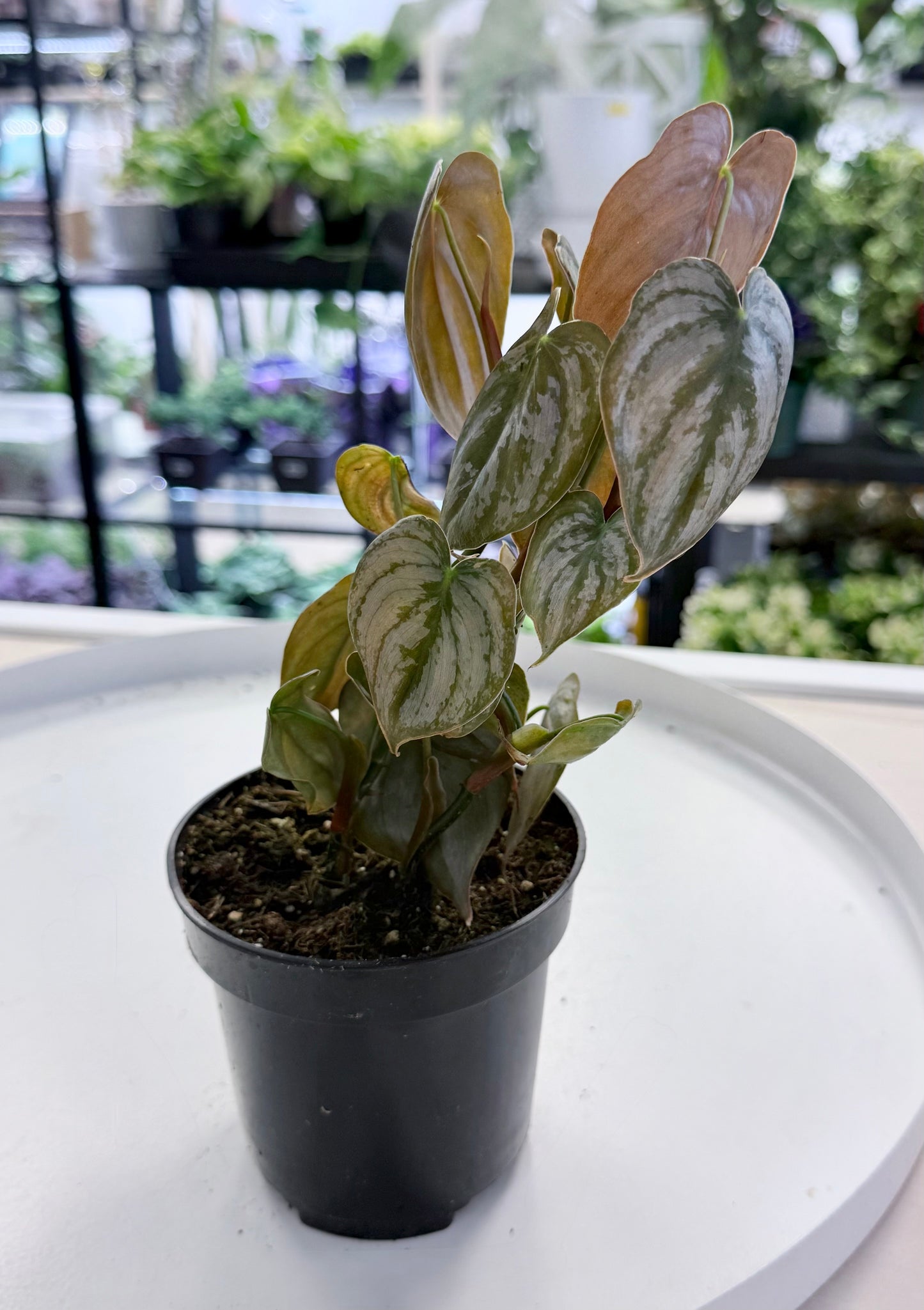 Philodendron brandtianum Silver 4”