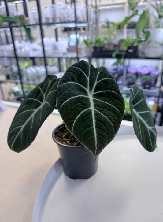 Alocasia reginula 'Black Velvet' 4”