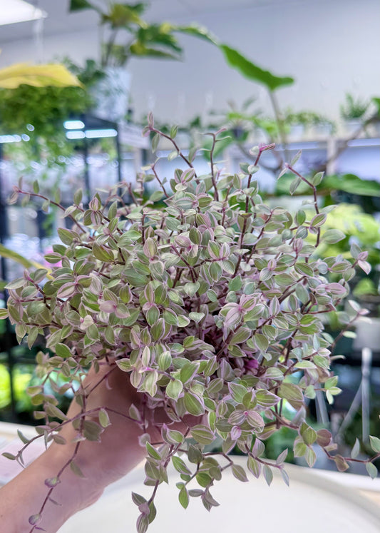 Callisia repens 'Pink Lady' 4”