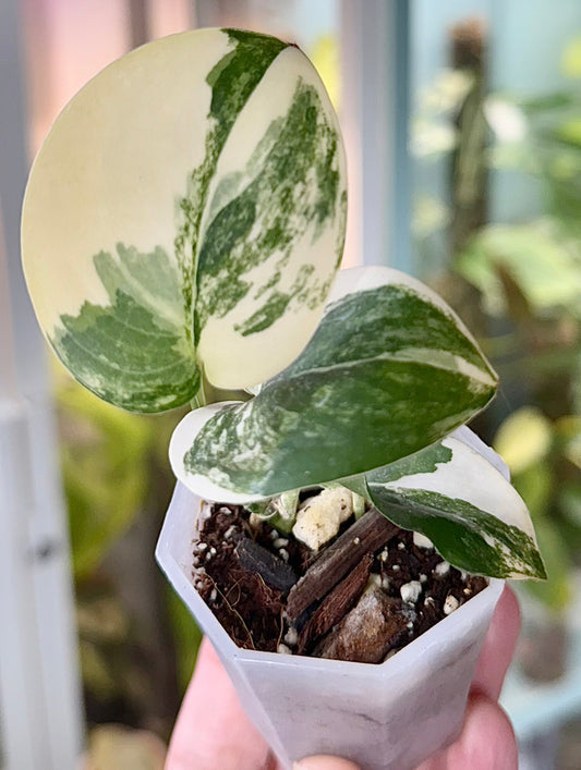 Scindapsus pictus ‘Jade Satin’ variegated
