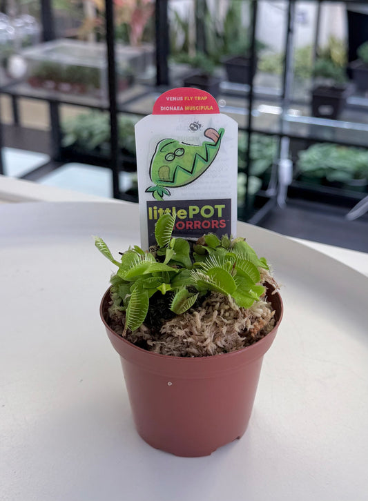 Venus flytraps | Dionaea muscipula