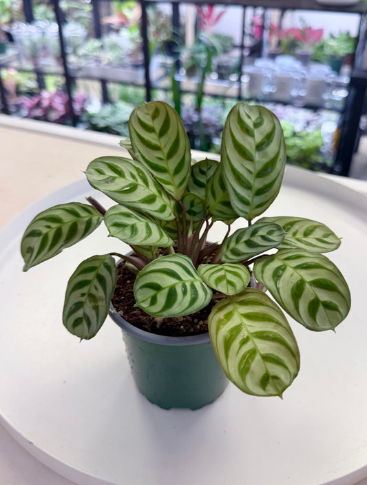 Ctenanthe burle-marxii 4”