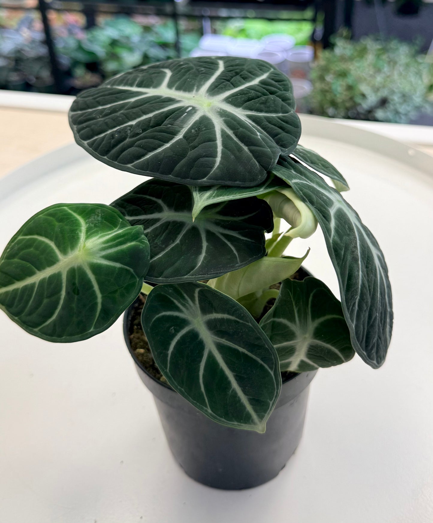 Alocasia ‘Ninja’ 4”