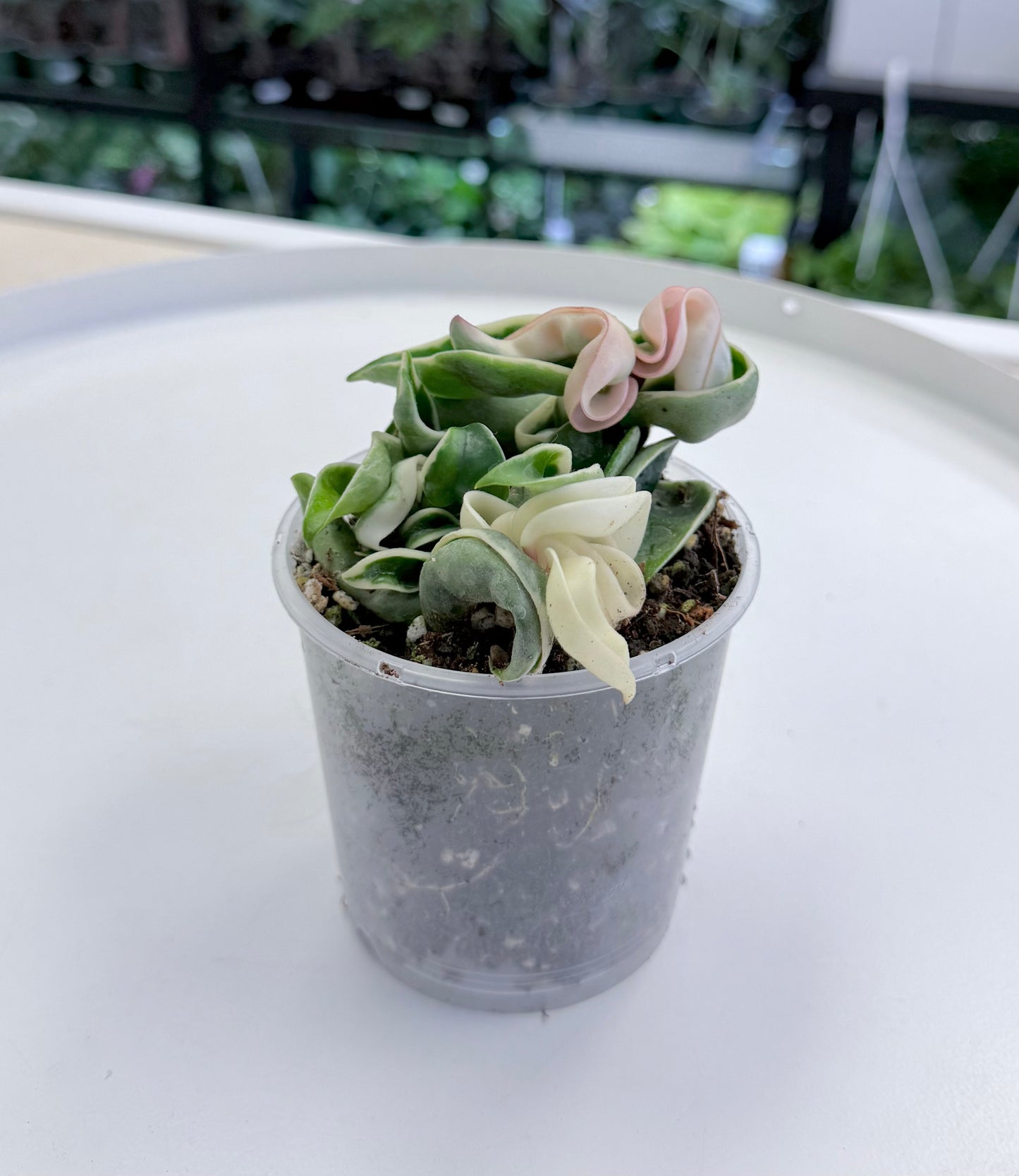 Hoya carnosa ‘Compacta’ Outer Variegated 4”