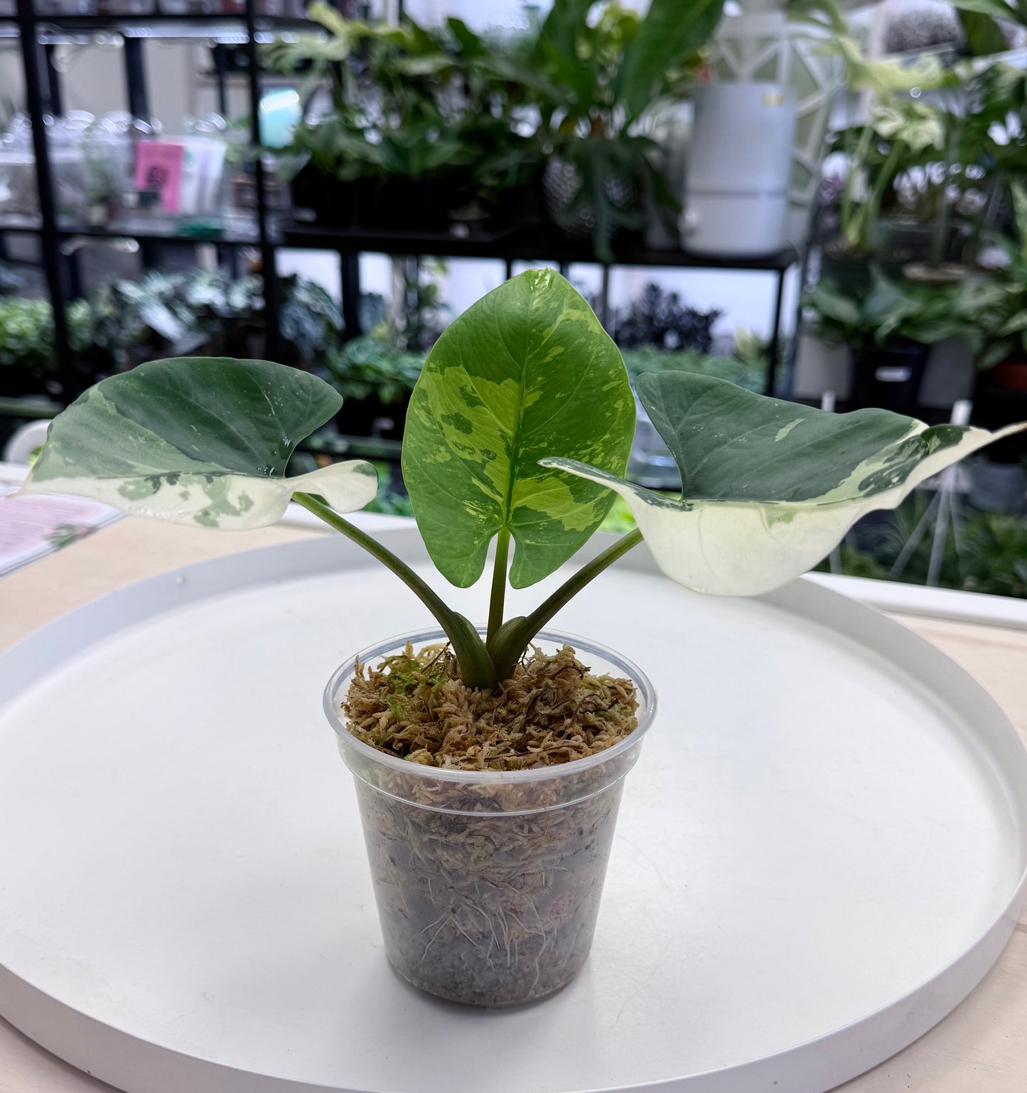 Alocasia reginae albo
