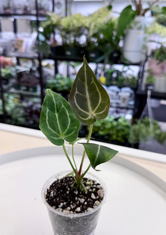 Anthurium ((crystallinum x magnificum) x forgetii) x ‘Red Tiger’ 3”