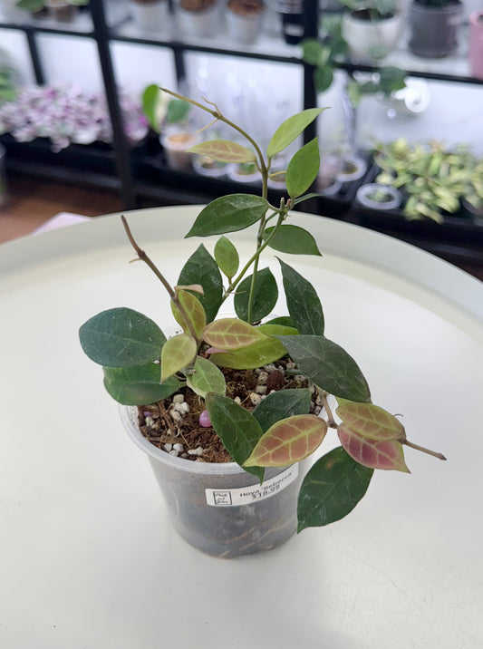 Hoya ‘Rebecca’ 4”