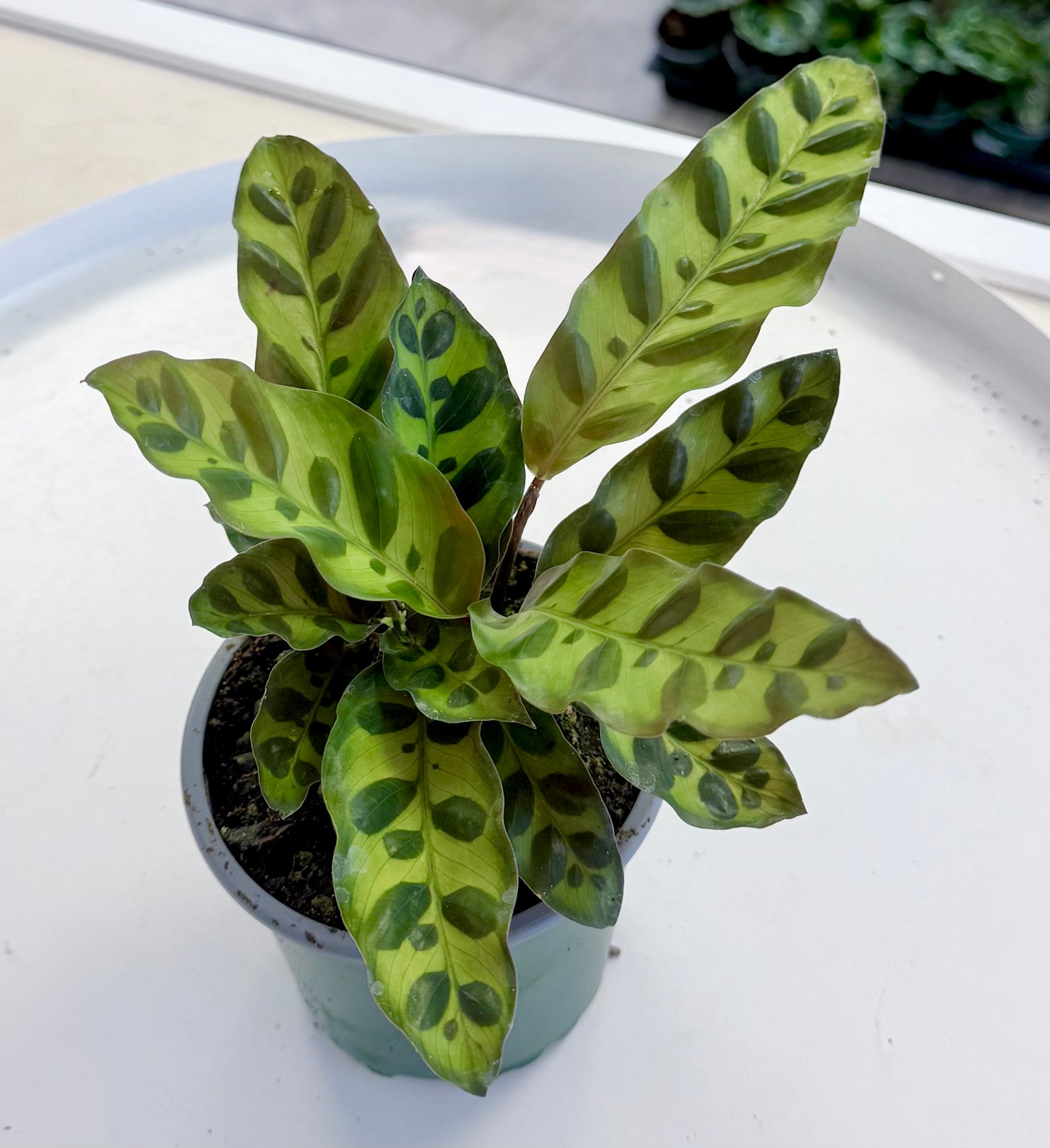 Calathea Lancifolia | Rattlesnake Plant 4”
