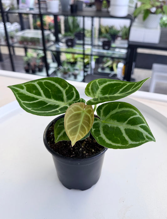 Anthurium Dorayaki 4”