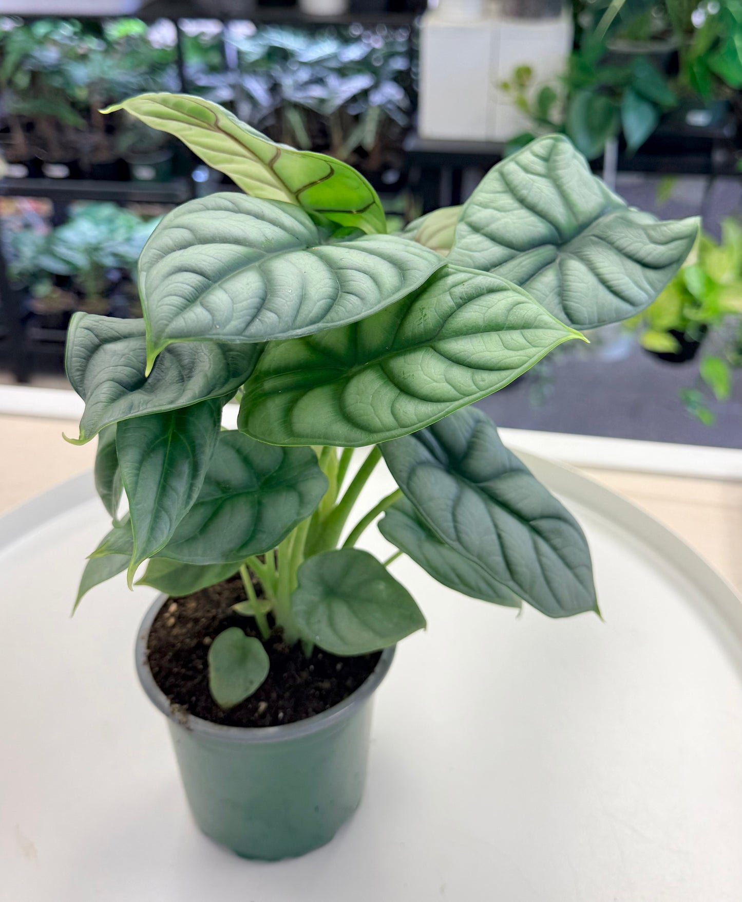 Alocasia baginda ‘Silver Dragon’ 4”