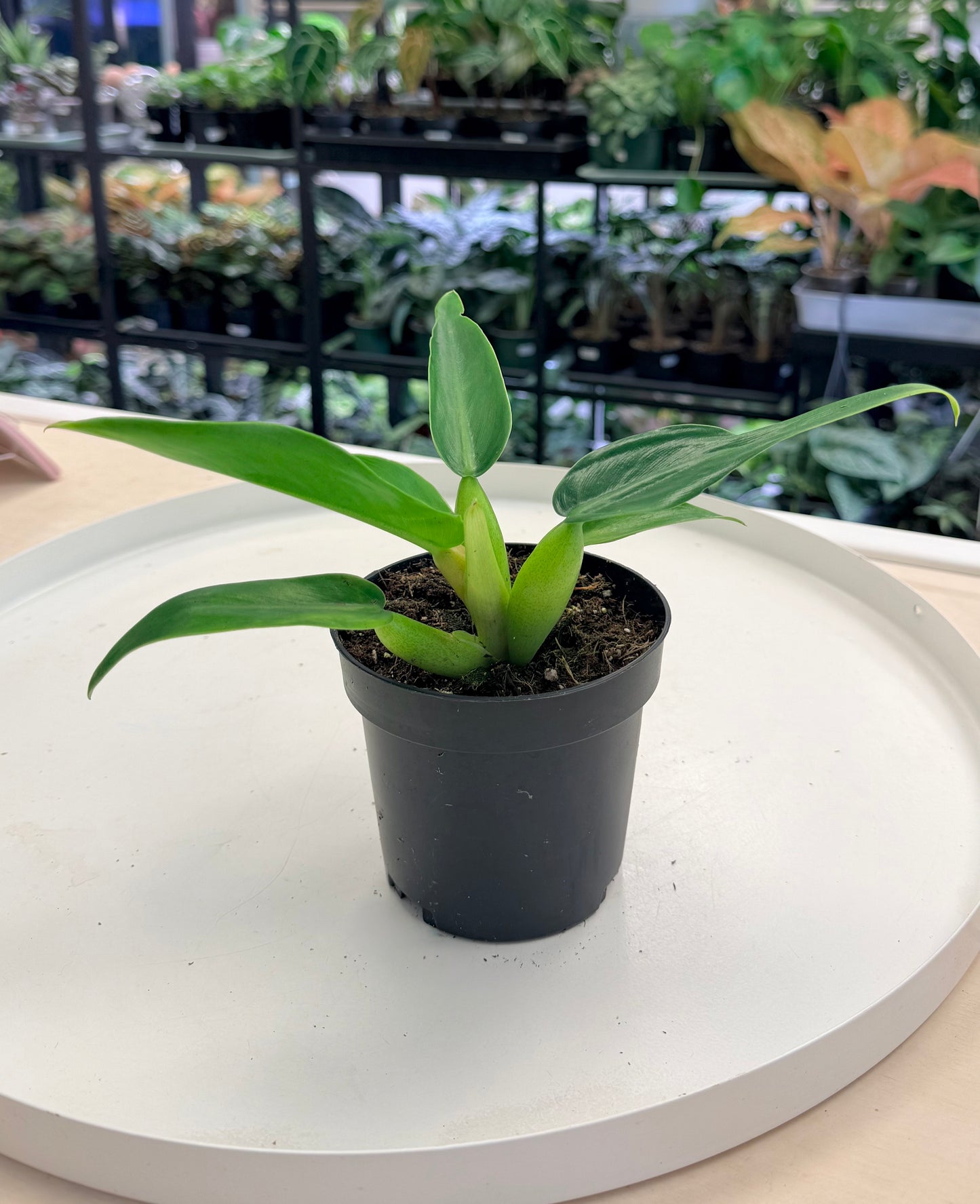 Philodendron martianum ‘Fat Boy’ 4”
