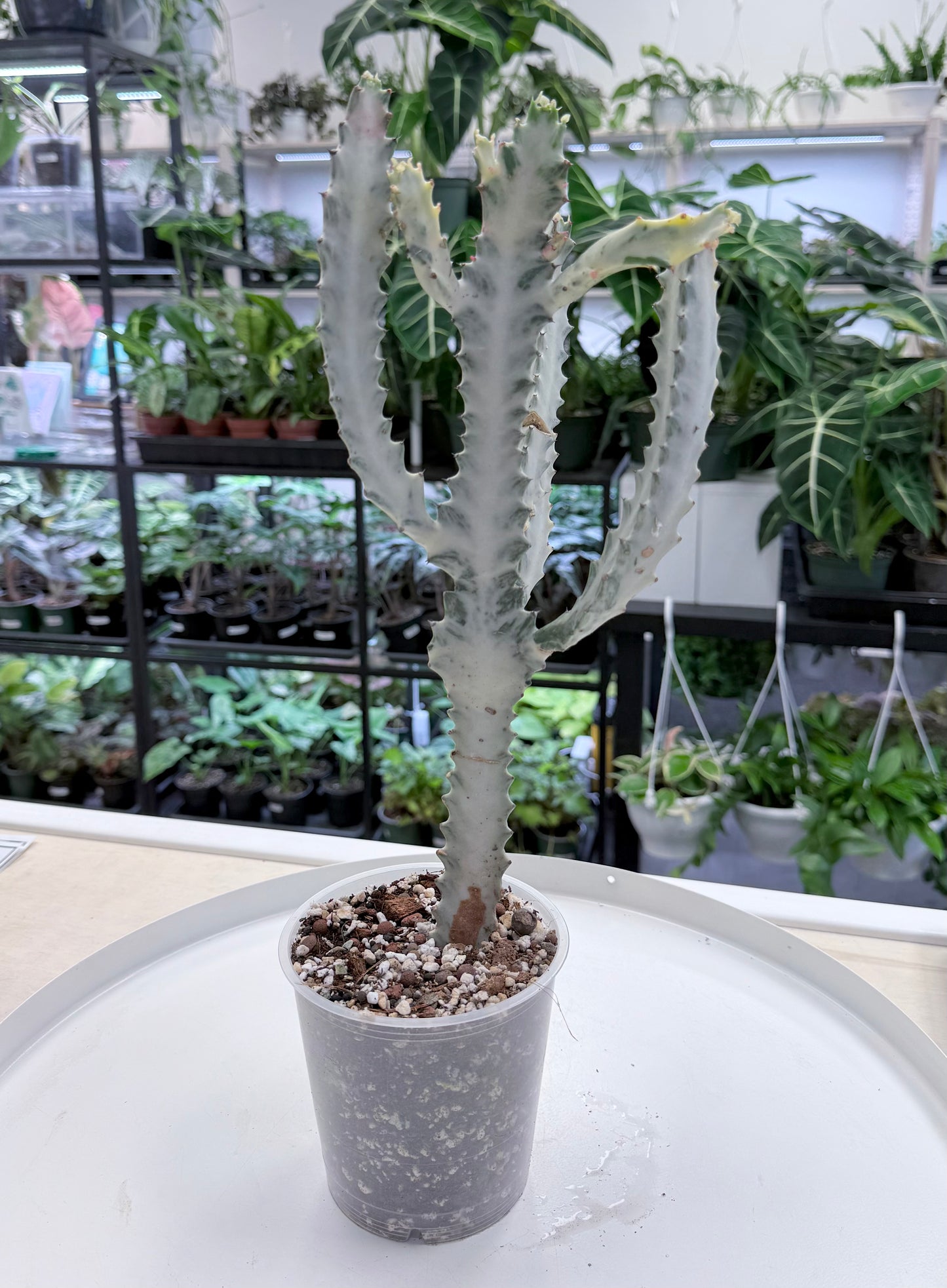 Euphorbia lactea ‘White Ghost’ |Large 16-20” No Ship
