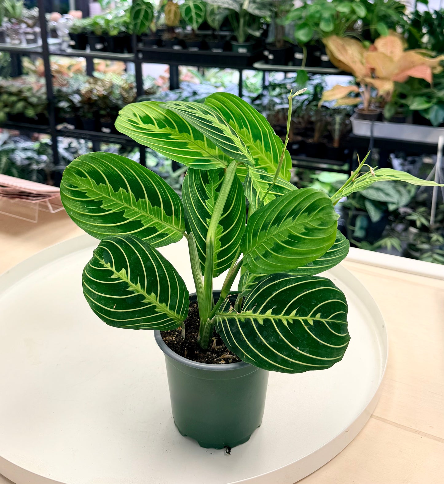 Maranta leuconeura |  Lemon Lime