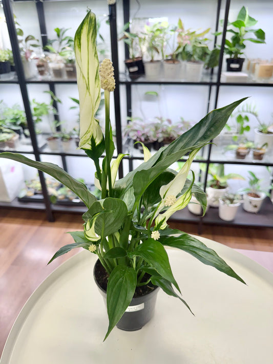 Spathiphyllum wallisii ‘Peace Lily’ 4”