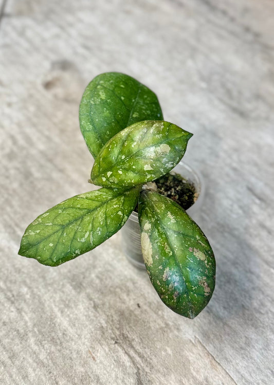 Hoya cv. Larisa (Splash)