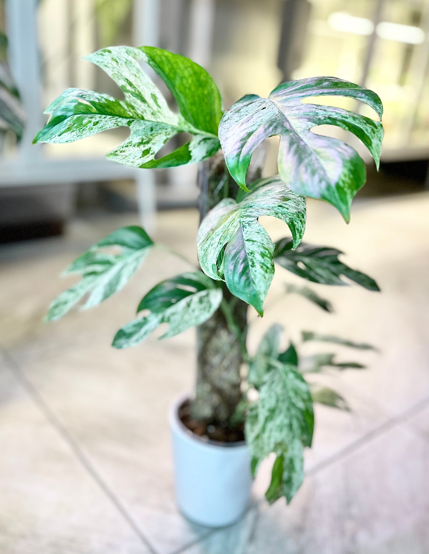 XL Epipremnum pinnatum 'Marble' | No Ship