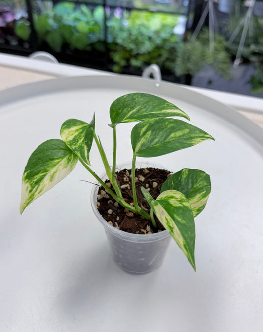 Epipremnum aureum 'Teruno Bumpy'