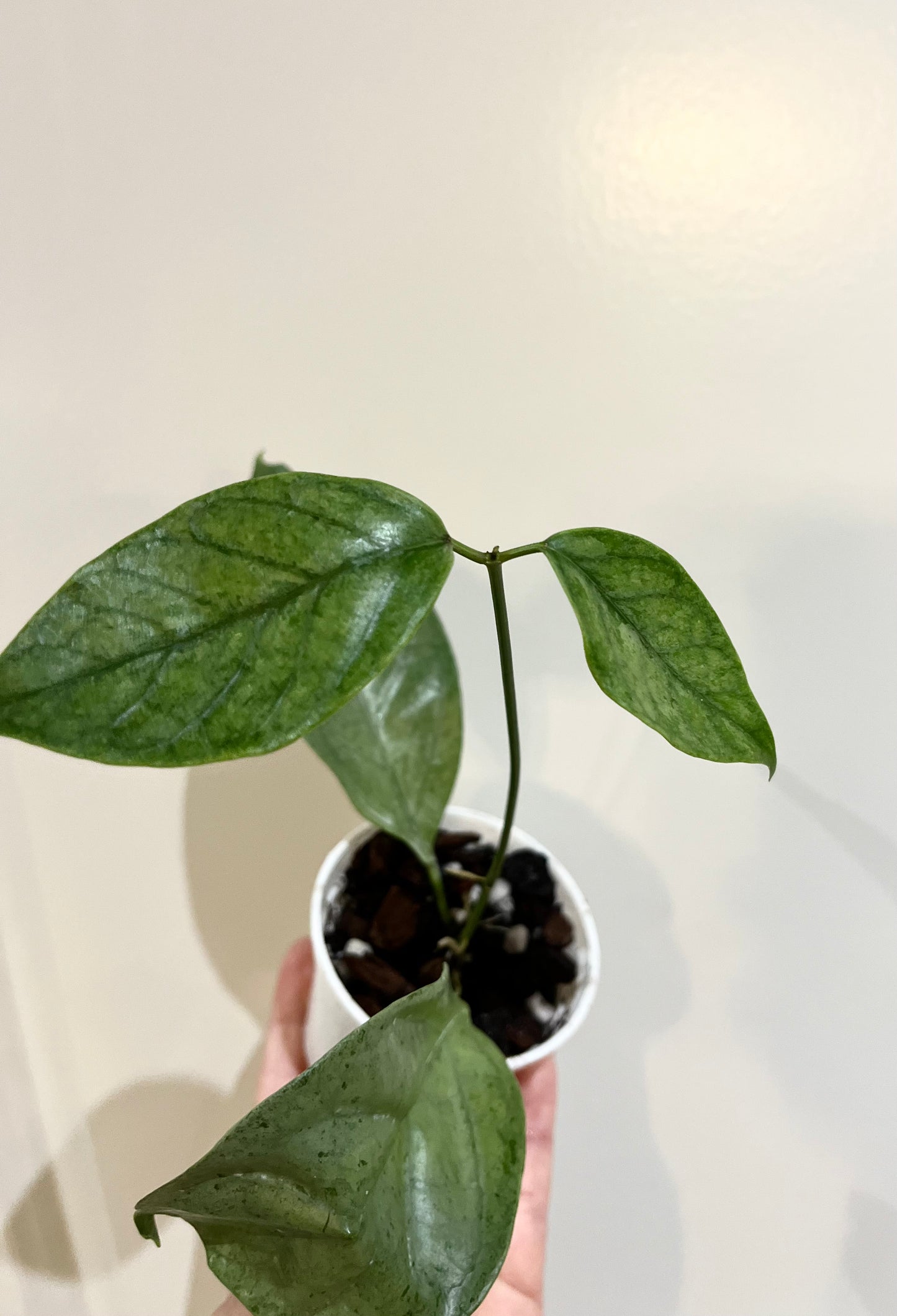 Hoya coriacea silver