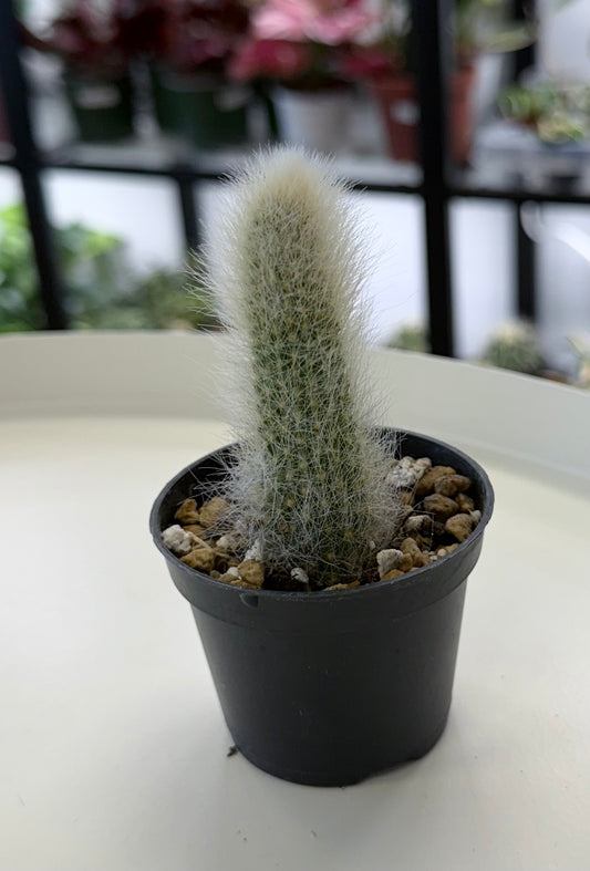 Cleistocactus colademononis | Monkey Tail Cactus (Small)
