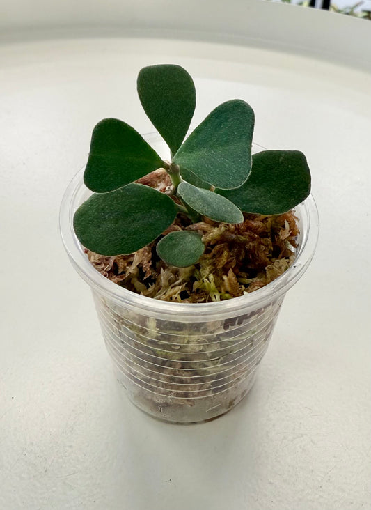 Hoya manipurensis