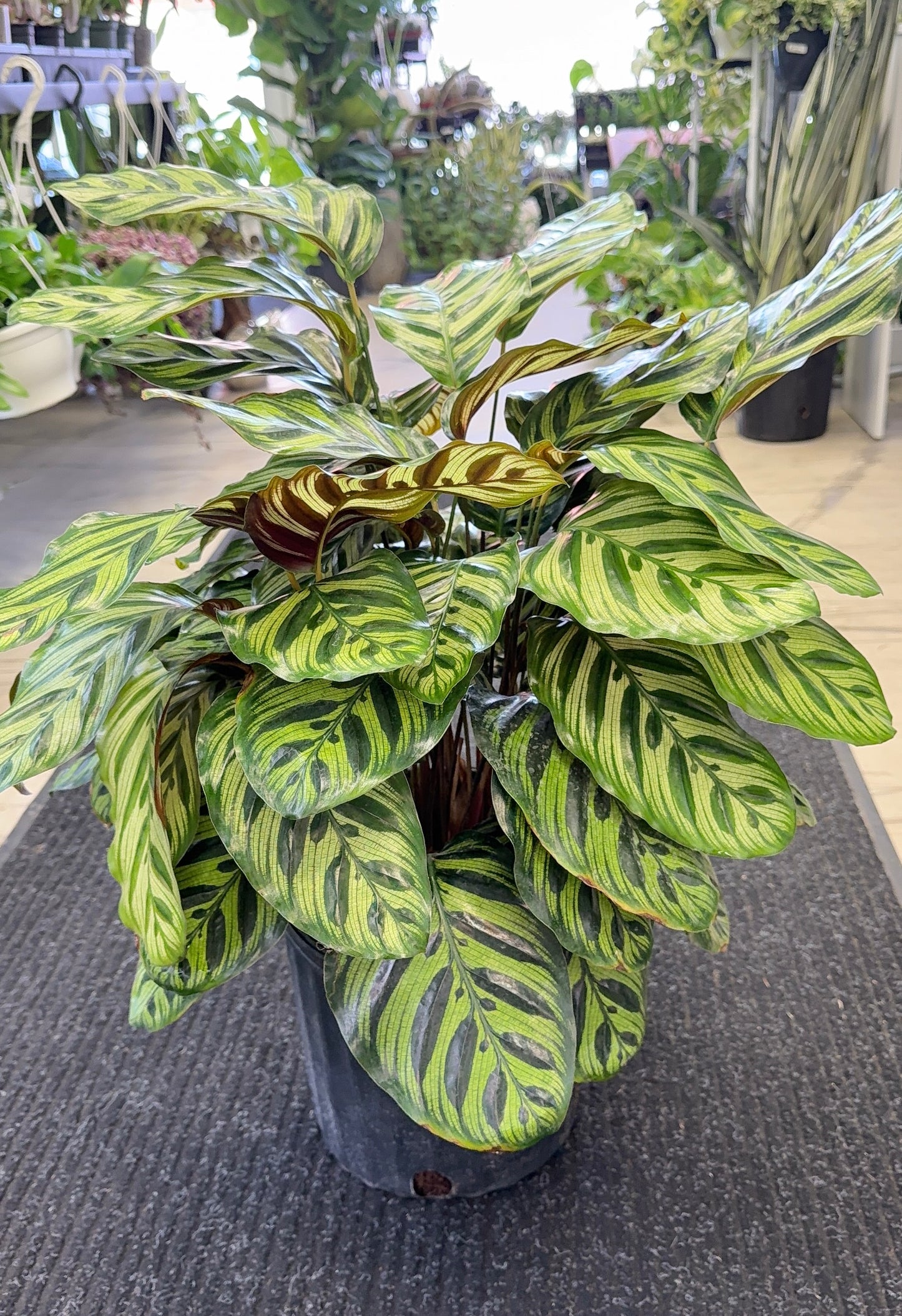 Calathea Peacock | Goeppertia makoyana 10” | No Ship