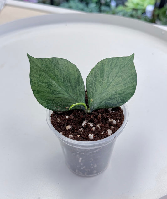 Hoya polyneura ‘Broget’ 3”
