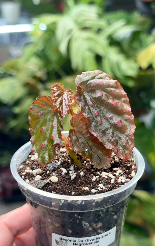 Begonia darthvaderiana × negrosensis