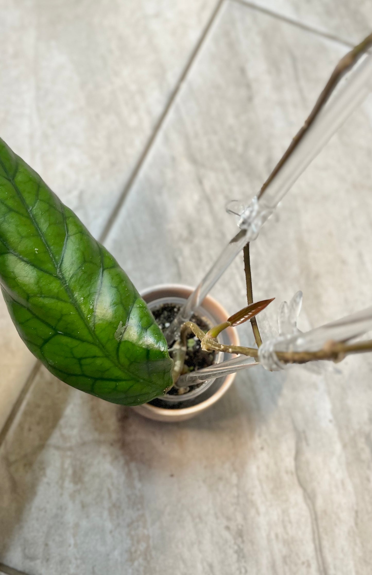 Hoya vitellinoides with trellis