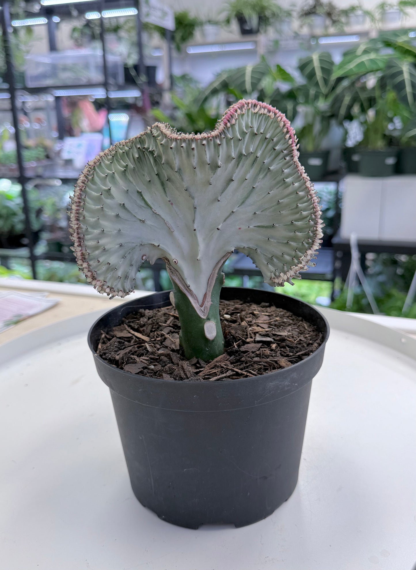 Euphorbia lactea cristata | Grafted 6”