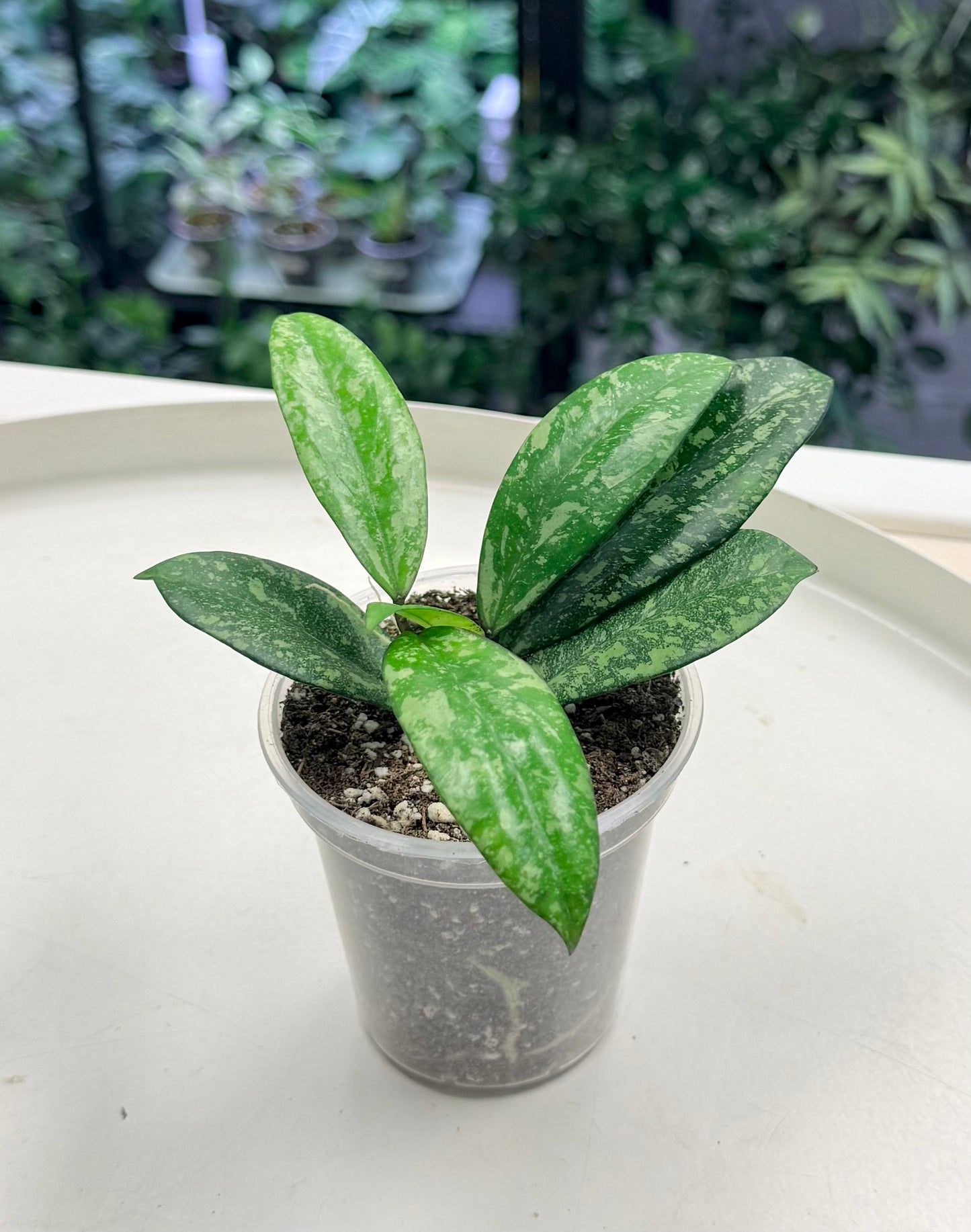 Hoya Crassio x Mich Splash (Clone 2) | Grown by Plant Positivity with Rowe