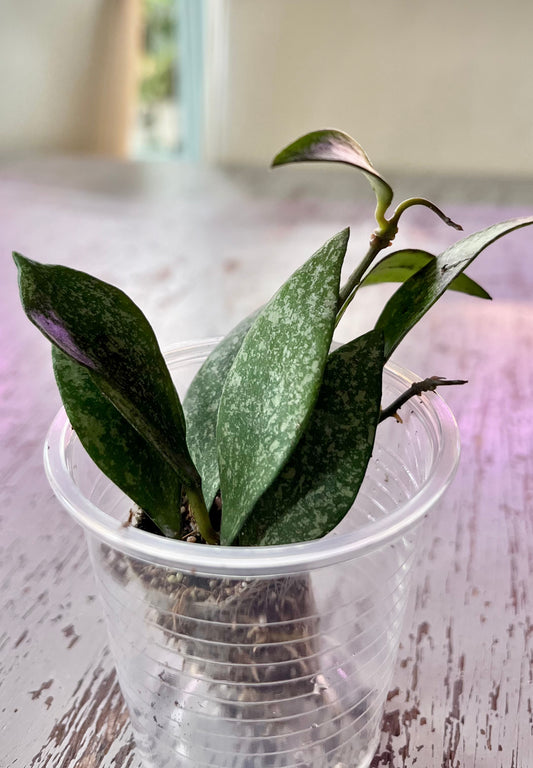 Hoya parviflora Splash (in plugs)