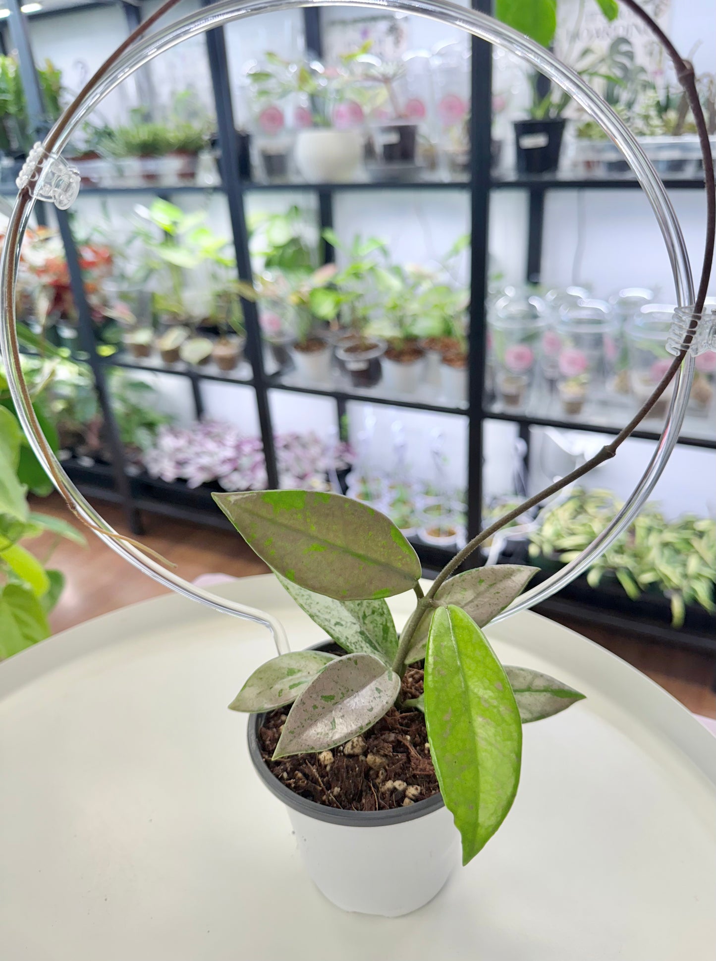 Hoya carnosa ‘Wilbur Graves’ (China) 4”